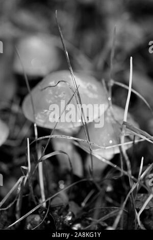 Noir et blanc de champignons sauvages modifier macro fond 50 mégapixels Banque D'Images