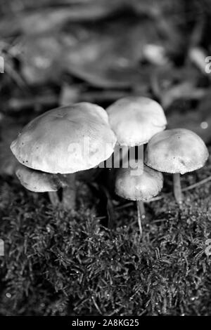 Noir et blanc de champignons sauvages modifier macro fond 50 mégapixels Banque D'Images