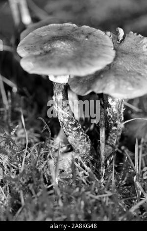 Noir et blanc de champignons sauvages modifier macro fond 50 mégapixels Banque D'Images