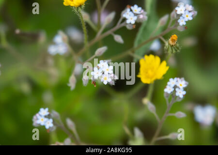 M'oubliez pas de bois en fleurs fleurs de printemps Banque D'Images