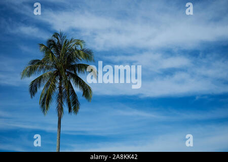 Un seul arbre cocotier contre ciel bleu à la plage à côté de la mer de Chine du Sud près de Kota Bharu. Au Kelantan, Malaisie. Banque D'Images