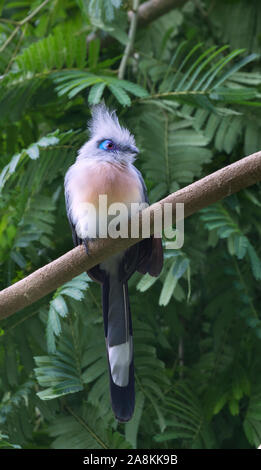 Crested Coua perché sur la branche d'arbre Banque D'Images