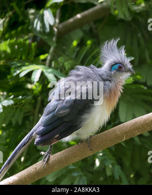 Crested Coua perché sur la branche d'arbre Banque D'Images