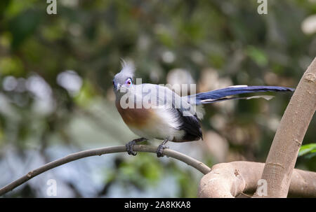 Crested Coua perché sur la branche d'arbre Banque D'Images