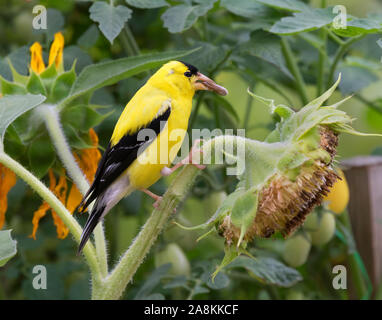 Chardonneret jaune (Spinus tristis) se nourrissant de tournesol dans le potager, Iowa, États-Unis Banque D'Images