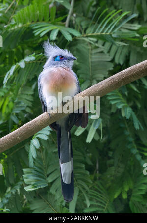 Crested Coua perché sur la branche d'arbre Banque D'Images