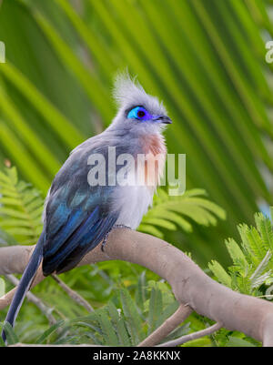 Crested Coua perché sur la branche d'arbre Banque D'Images