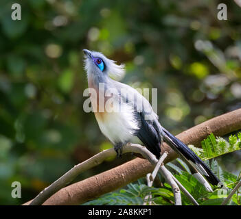 Crested Coua perché sur la branche d'arbre Banque D'Images