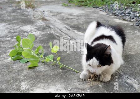 Jeune Chat manger la racine de trois Indiens, le mercure ou le semis des plantes Indica. La racine d'être attrayante pour les chats domestiques similaire à Ca Banque D'Images