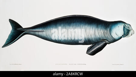 Halicora indien Dugong (Dugung) des Illustrations de zoologie indiennes (1830-1834) par John Edward Gray (1800-1875).jpg - 2A8KRCW Banque D'Images