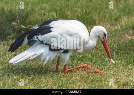 White stork, Ciconia ciconia debout sur l'herbe, drôle d'attitude Banque D'Images