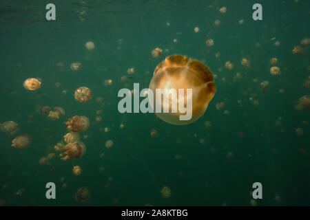 Amazing Jellyfish lake. L'île de Kakaban dans la mer Sulwaesi, East Kalimantan, Indonésie Banque D'Images