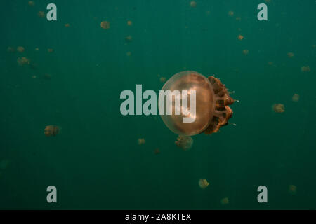 Amazing Jellyfish lake. L'île de Kakaban dans la mer Sulwaesi, East Kalimantan, Indonésie Banque D'Images