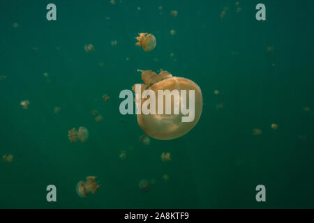 Amazing Jellyfish lake. L'île de Kakaban dans la mer Sulwaesi, East Kalimantan, Indonésie Banque D'Images