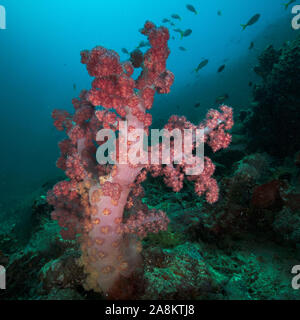 Belle corail mou. Incroyable monde sous-marin de l'île de Kakaban dans Sulwaesi la mer, à l'Est de Kalimantan, en Indonésie. Banque D'Images