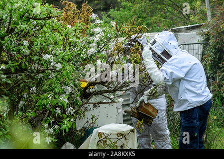 Apiculteurs capturer un essaim d'abeilles dans un jardin par une chaude matinée de printemps Banque D'Images