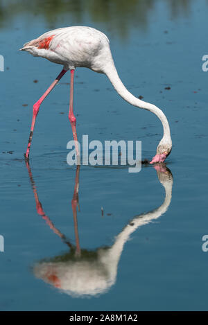 Flamant rose dans le lac, en Camargue Banque D'Images