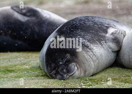 L'éléphant de mer, phoque juvenil, se trouve dormant sur green gras tandis qu'il neige. La plaine de Salisbury, la Géorgie du Sud Banque D'Images