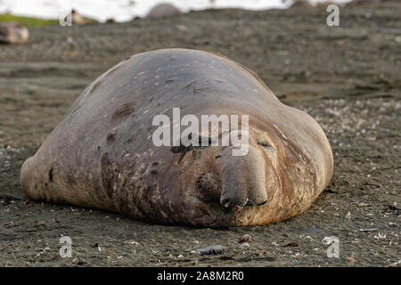 Südlicher See-Elefant (Mirounga leonina), adulte, liegt im Morgenlicht am Strand, St Andrews Bay (Géorgie du Sud.L'éléphant de joint sur la côte. Banque D'Images