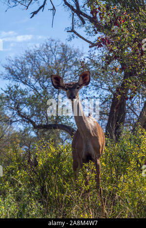 Les jeunes grand koudou male looking at camera dans Kruger National Park, Afrique du Sud ; Espèce Tragelaphus strepsiceros famille des bovidés Banque D'Images