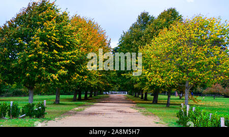 Avenue automnale des arbres dans le parc national Royal Victoria, Netley, Hampshire, Royaume-Uni Banque D'Images