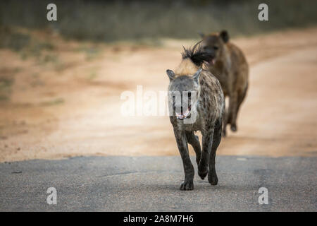 L'hyène tachetée d'exécution en vue de l'avant dans le parc national Kruger, Afrique du Sud ; Espèce Crocuta crocuta famille des Hyénidés Banque D'Images