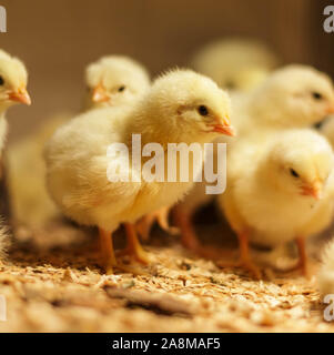 Poussin Poulet de Bresse Gauloise, 1 jour, à 2 semaines, Bresse Küken, à Janja, Bosnie Banque D'Images