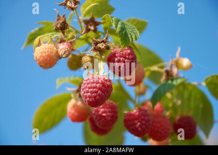 De la Direction générale de l'automne avec beaucoup de fruits rouges framboise Banque D'Images