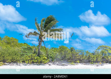 Lagon tropical, en Polynésie française, avec noix de coco et oiseaux exotiques volant Banque D'Images