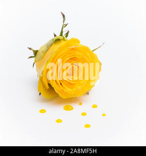 Rose jaune avec gouttes jaunes sur un fond blanc Banque D'Images