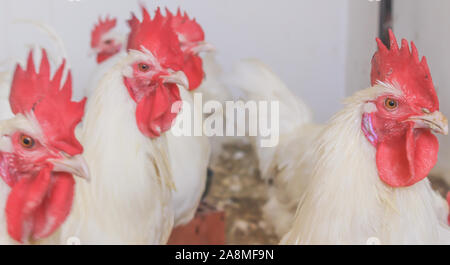 Bresse Gauloise Poulet, coq, Huhn, Hahn, 16 semaines, à Janja Bosnie Banque D'Images