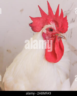 Bresse Gauloise Poulet, coq, Huhn, Hahn, 16 semaines, à Janja Bosnie Banque D'Images