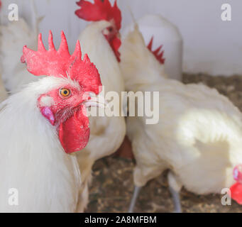 Bresse Gauloise Poulet, coq, Huhn, Hahn, 16 semaines, à Janja Bosnie Banque D'Images