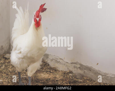 Bresse Gauloise Poulet, coq, Huhn, Hahn, 16 semaines, à Janja Bosnie Banque D'Images