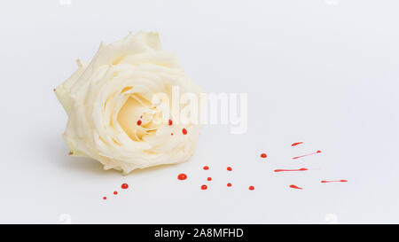 Rose blanche avec des gouttes rouge isolé sur fond blanc Banque D'Images
