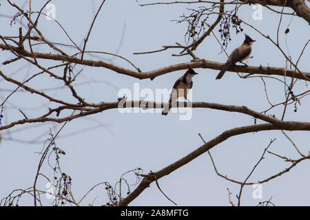 Le bulbul moustac-rouge dans l'habitat naturel Banque D'Images