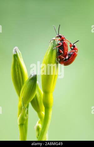 Scarlet lily beetle (Lilioceris lilii), l'accouplement sur une plante verte, Schwaz, Tyrol, Autriche Banque D'Images