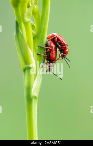 Scarlet lily beetle (Lilioceris lilii), l'accouplement sur une plante verte, Schwaz, Tyrol, Autriche Banque D'Images