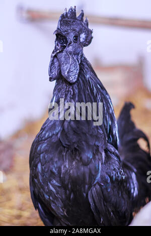 Ayam Cemani, Poulet, coq, Hahn, à Janja Bosnie Banque D'Images