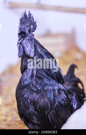 Ayam Cemani, Poulet, coq, Hahn, à Janja Bosnie Banque D'Images