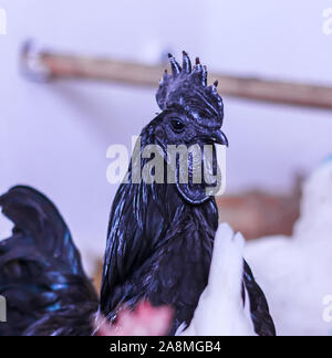 Ayam Cemani, Poulet, coq, Hahn, à Janja Bosnie Banque D'Images