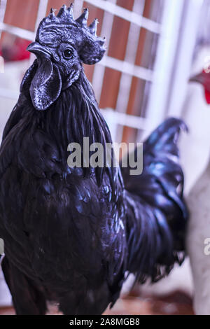 Ayam Cemani, Poulet, coq, Hahn, à Janja Bosnie Banque D'Images