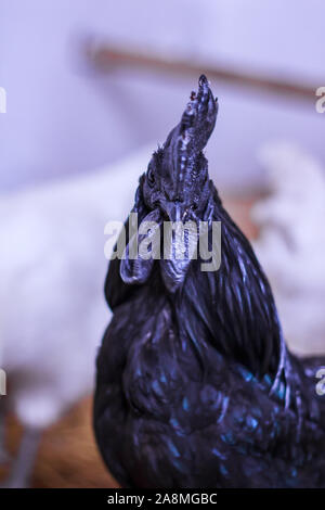 Ayam Cemani, Poulet, coq, Hahn, à Janja Bosnie Banque D'Images