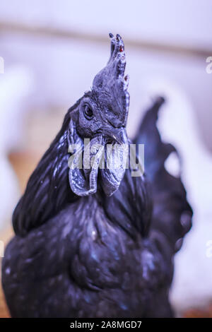 Ayam Cemani, Poulet, coq, Hahn, à Janja Bosnie Banque D'Images