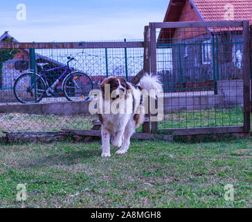 Gardien de bétail, chien de Montagne Tornjak Vlasic, chien de garde des troupeaux de montagne Vlasic, Tornjak de Bosnie, LGD en Bosnie Banque D'Images