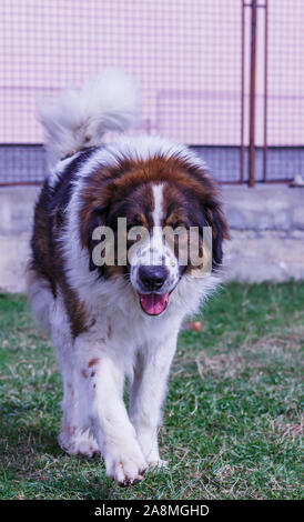 Gardien de bétail, chien de Montagne Tornjak Vlasic, chien de garde des troupeaux de montagne Vlasic, Tornjak de Bosnie, LGD en Bosnie Banque D'Images