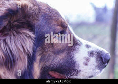 Gardien de bétail, chien de Montagne Tornjak Vlasic, chien de garde des troupeaux de montagne Vlasic, Tornjak de Bosnie, LGD en Bosnie Banque D'Images