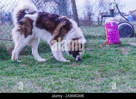 Gardien de bétail, chien de Montagne Tornjak Vlasic, chien de garde des troupeaux de montagne Vlasic, Tornjak de Bosnie, LGD en Bosnie Banque D'Images