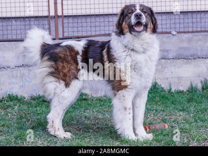 Gardien de bétail, chien de Montagne Tornjak Vlasic, chien de garde des troupeaux de montagne Vlasic, Tornjak de Bosnie, LGD en Bosnie Banque D'Images