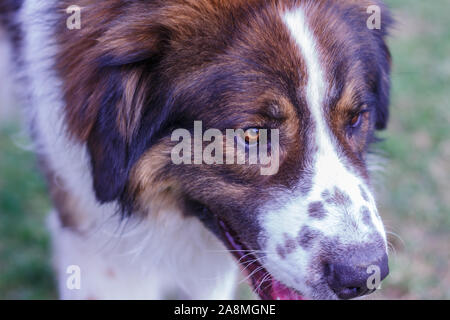 Gardien de bétail, chien de Montagne Tornjak Vlasic, chien de garde des troupeaux de montagne Vlasic, Tornjak de Bosnie, LGD en Bosnie Banque D'Images